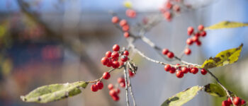冬季休業のお知らせ